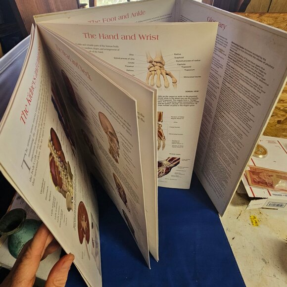 Wallchart of Human Anatomy: 3 D Full-Body Images, Detailed System Charts - Picture 2 of 6